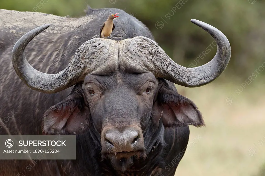 Red_billed oxpecker Buphagus erythrorhynchus on a Cape buffalo African buffalo Syncerus caffer, Kruger National Park, South Africa, Africa