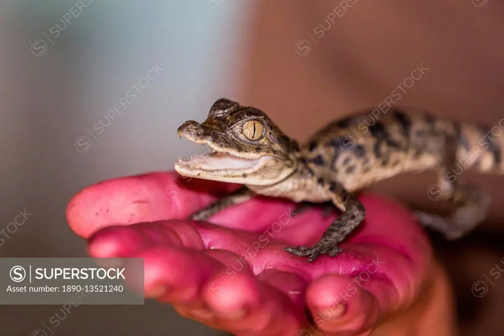 A juvenile captive black caiman (Caiman niger), San Francisco Village, Loreto, Peru, South America