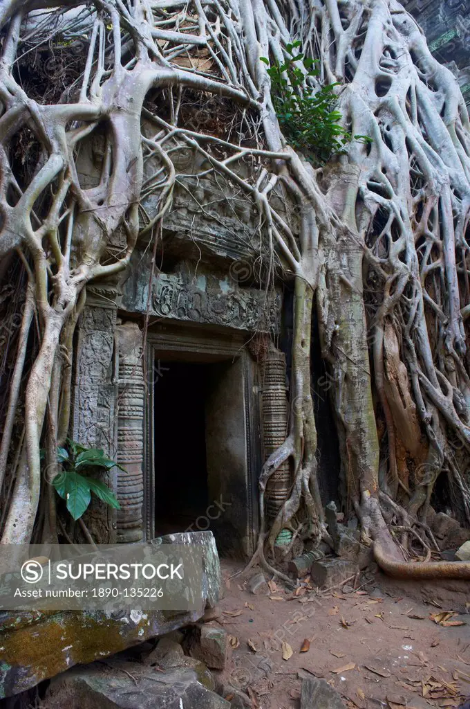 Tree roots around entrance to Ta Prohm temple built in 1186 by King Jayavarman VII, Angkor, UNESCO World Heritage Site, Siem Reap, Cambodia, Indochina...