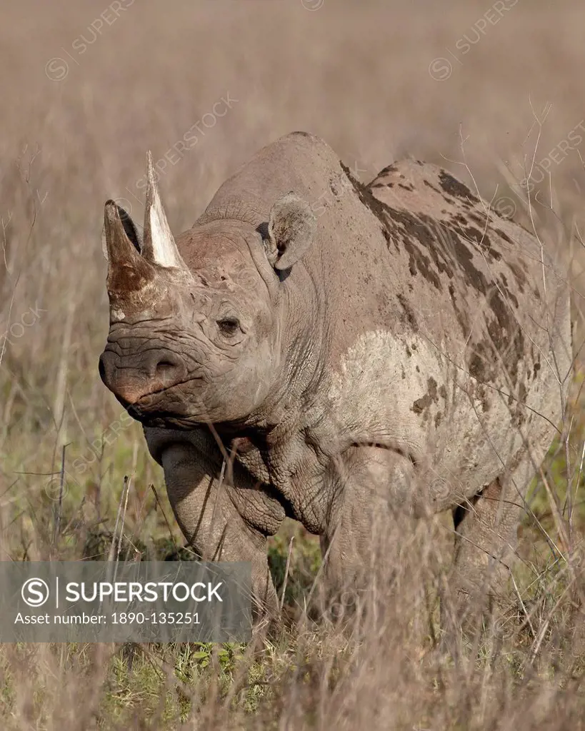 Black rhinoceros hook_lipped rhinoceros Diceros bicornis, Ngorongoro Crater, Tanzania, East Africa, Africa