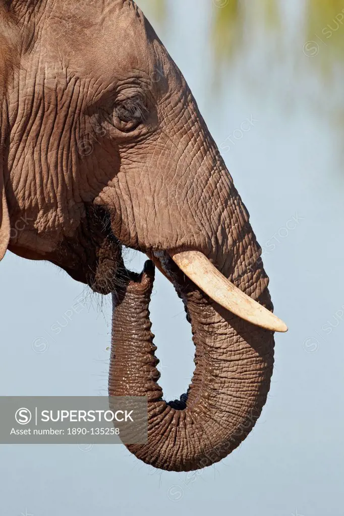African elephant Loxodonta africana drinking, Addo Elephant National Park, South Africa, Africa