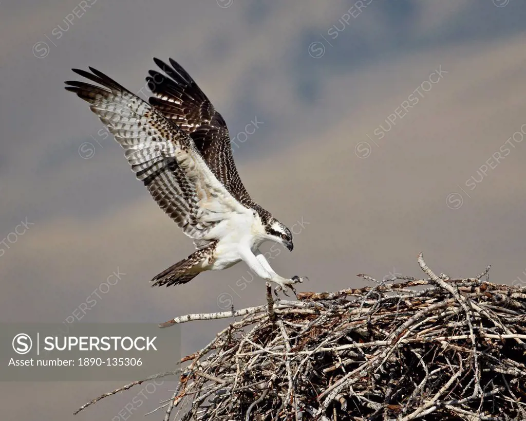 Osprey Pandion haliaetus landing on its nest, Lemhi County, Idaho, United States of America, North America