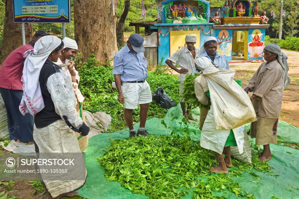Plantation Tamil women bagging and weighing prized Uva tea by a temple near Ella in the Central Highlands, Ella, Sri Lanka, Asia