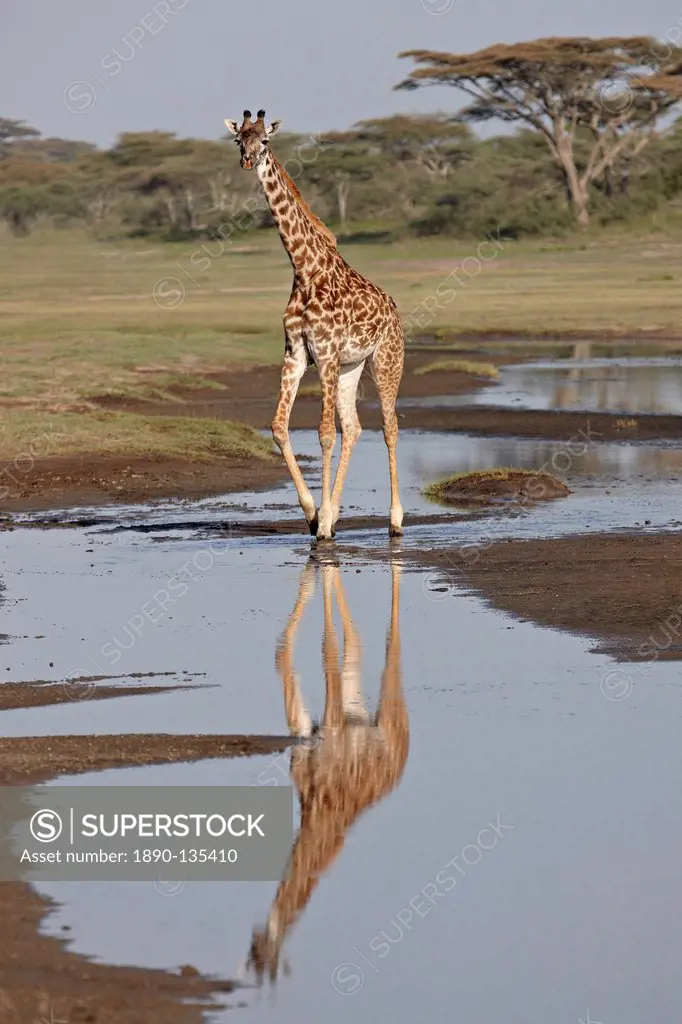 Masai giraffe Giraffa camelopardalis tippelskirchi with a reflection, Serengeti National Park, Tanzania, East Africa, Africa
