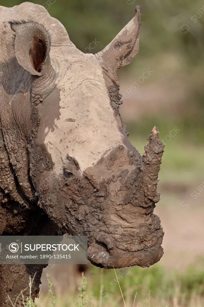 White rhinoceros Ceratotherium simum covered with mud, Imfolozi Game Reserve, South Africa, Africa