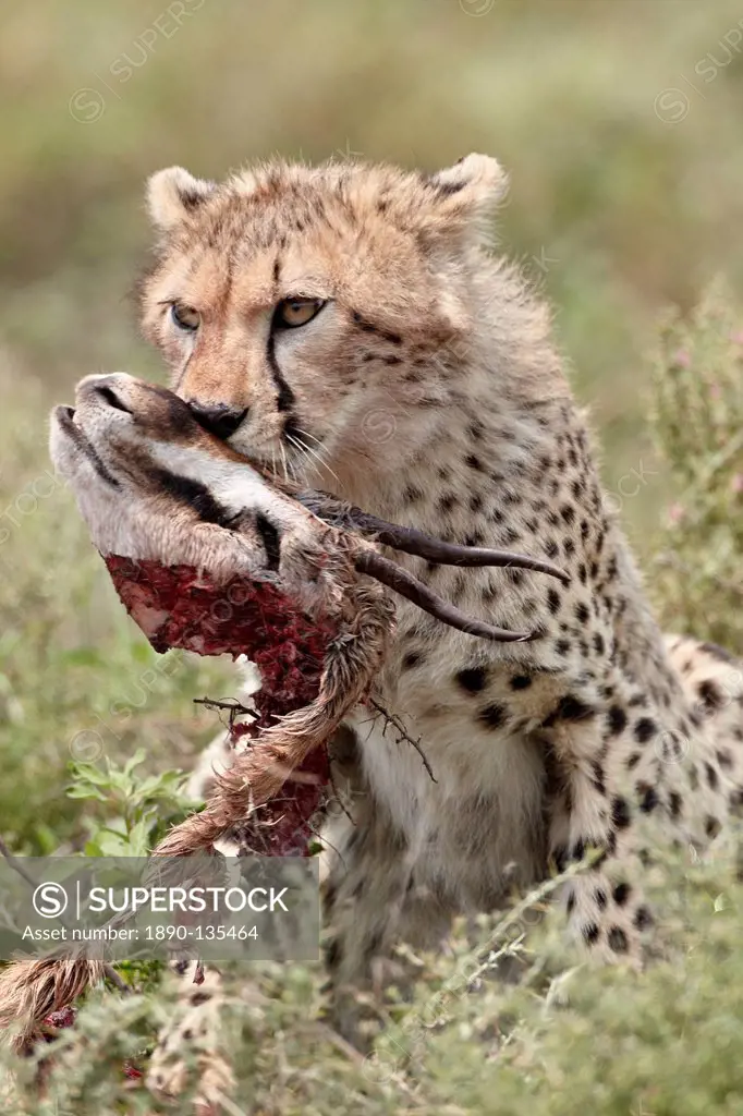 Cheetah Acinonyx jubatus cub with a Thomson´s gazelle kill, Serengeti National Park, Tanzania, East Africa, Africa