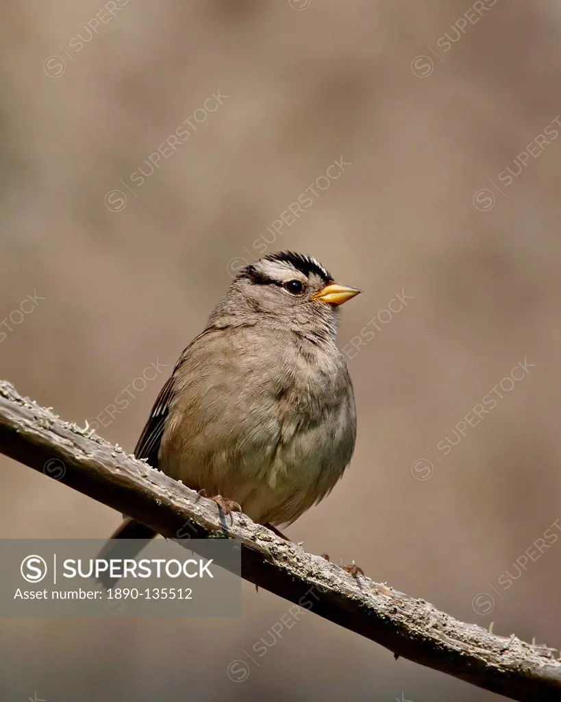 White_crowned sparrow Zonotrichia leucophrys, Sidney Spit, British Columbia, Canada, North America