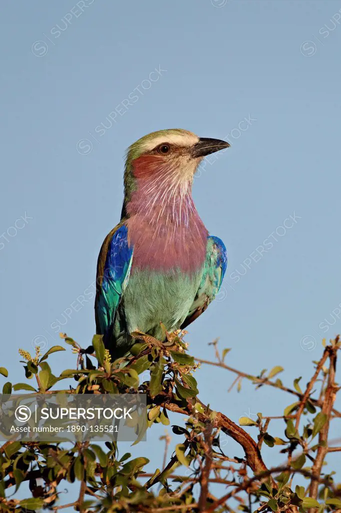 Lilac_breasted roller Coracias caudata, Kruger National Park, South Africa, Africa