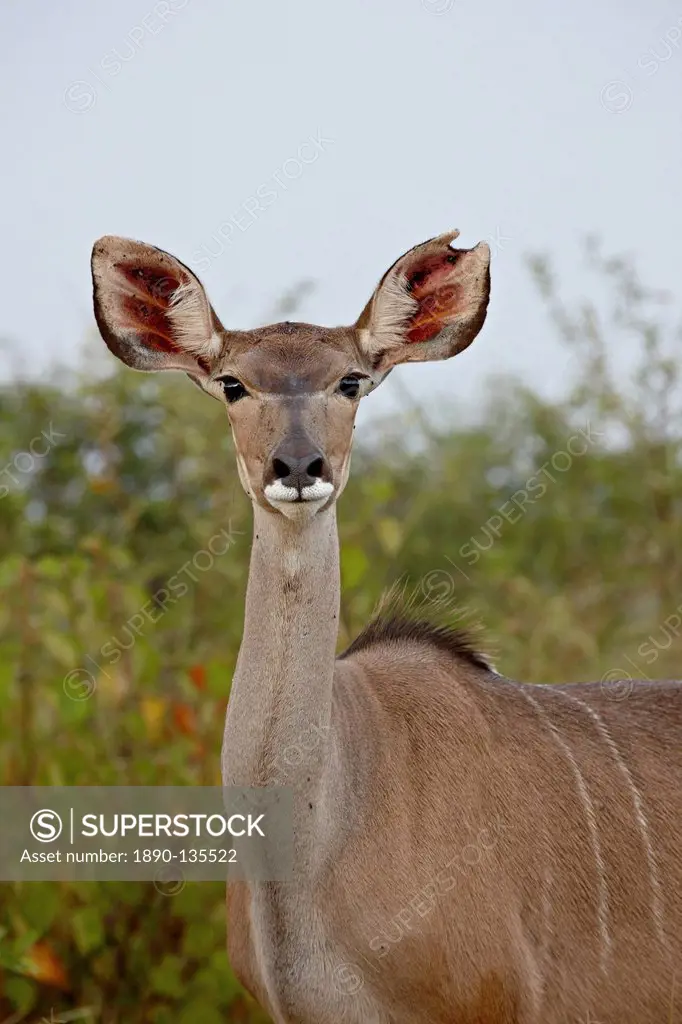 Female greater kudu Tragelaphus strepsiceros, Kruger National Park, South Africa, Africa