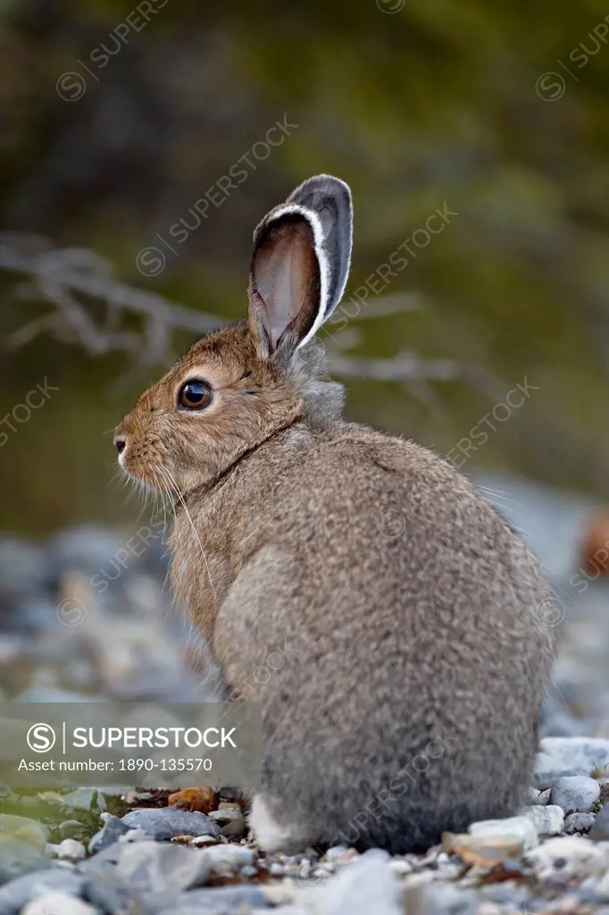 Snowshoe hare Lepus americanus, Banff National Park, Alberta, Canada, North America