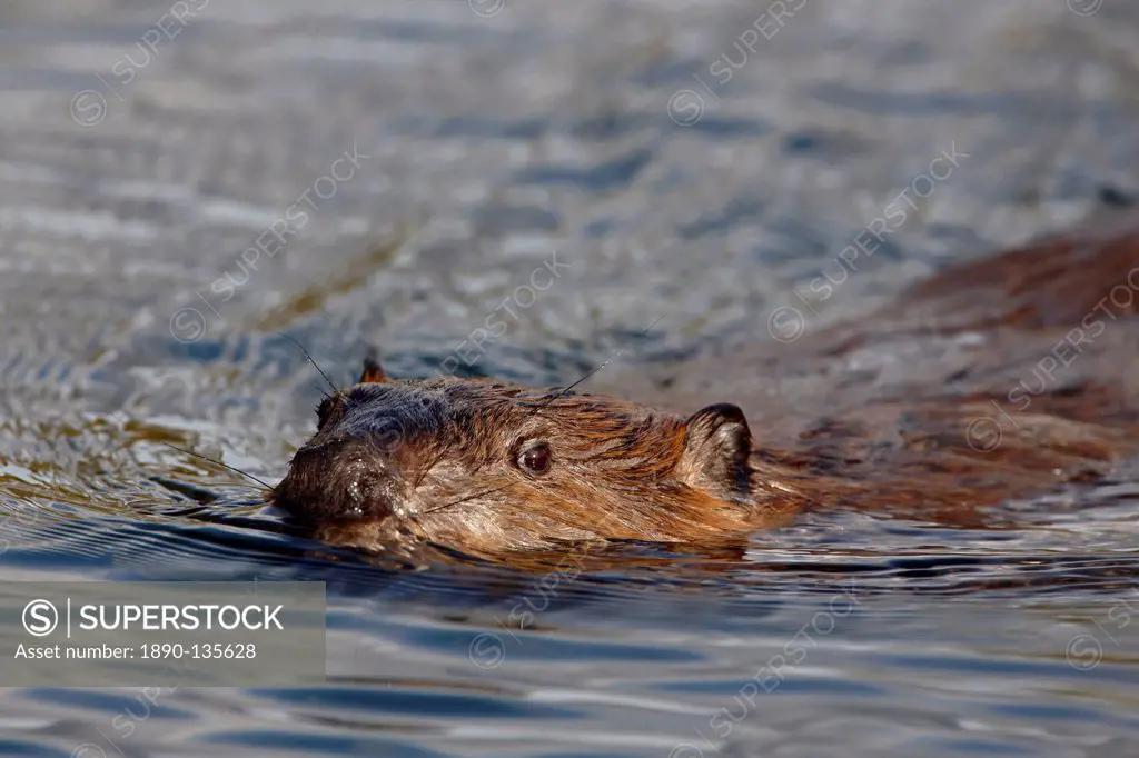 Beaver Castor canadensis swimming, Denali National Park and Preserve, Alaska, United States of America, North America