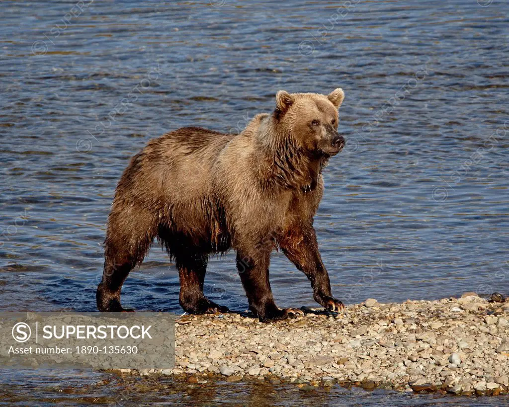 Grizzly bear Ursus arctos horribilis Coastal brown bear, Katmai National Park and Preserve, Alaska, United States of America, North America