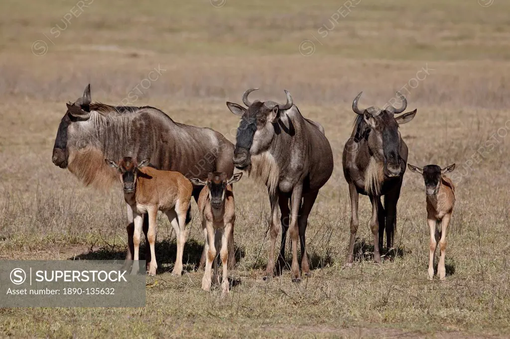 Blue wildebeest brindled gnu Connochaetes taurinus cows and calves, Ngorongoro Crater, Tanzania, East Africa, Africa