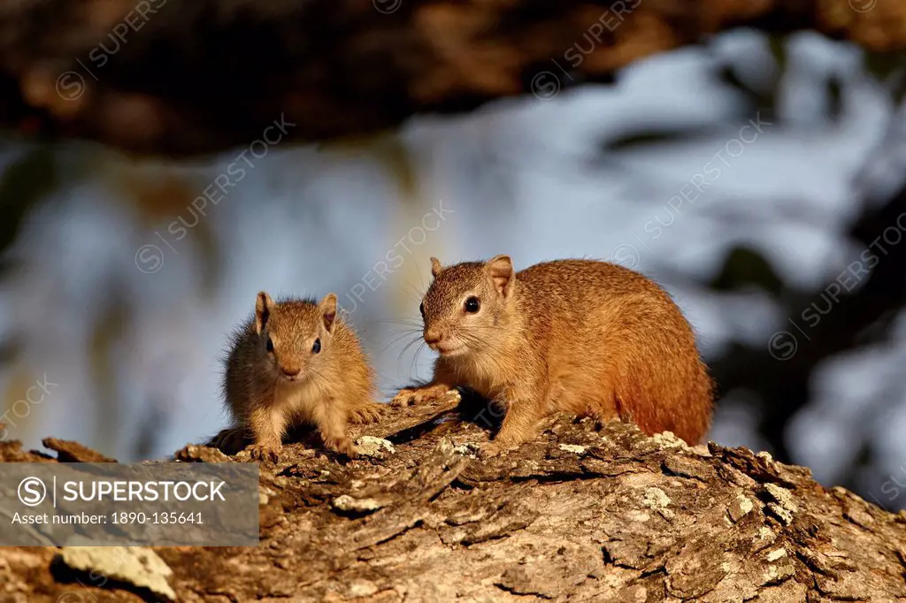 Tree squirrel Paraxerus cepapi adult and young, Kruger National Park, South Africa, Africa