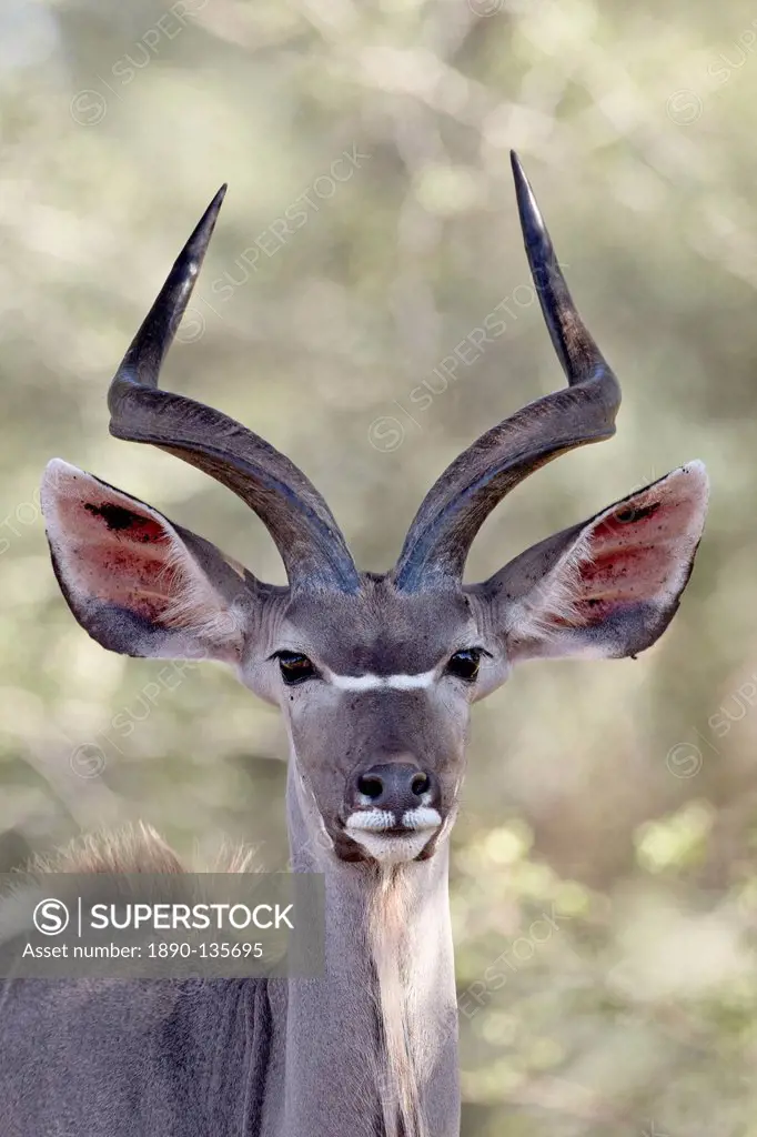 Young greater kudu Tragelaphus strepsiceros buck, Kruger National Park, South Africa, Africa