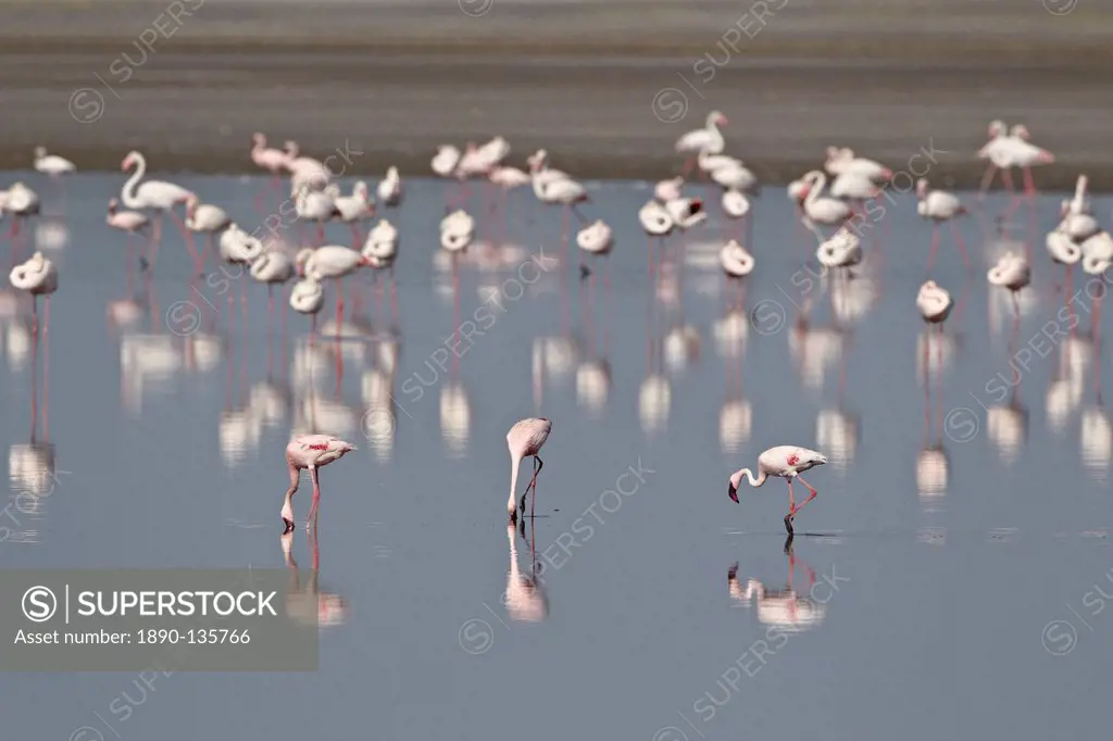 Three lesser flamingo Phoeniconaias minor feeding with greater flamingo in the background, Serengeti National Park, Tanzania, East Africa, Africa