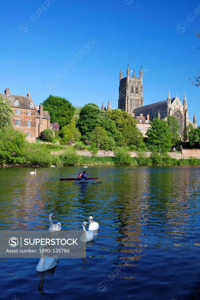 Mute swans and canoeists on River Severn, spring evening, Worcester Cathedral, Worcester, Worcestershire, England, United Kingdom, Europe