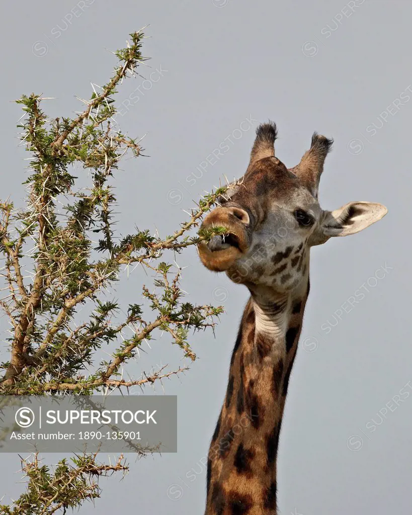 Masai giraffe Giraffa camelopardalis tippelskirchi feeding, Serengeti National Park, Tanzania, East Africa, Africa
