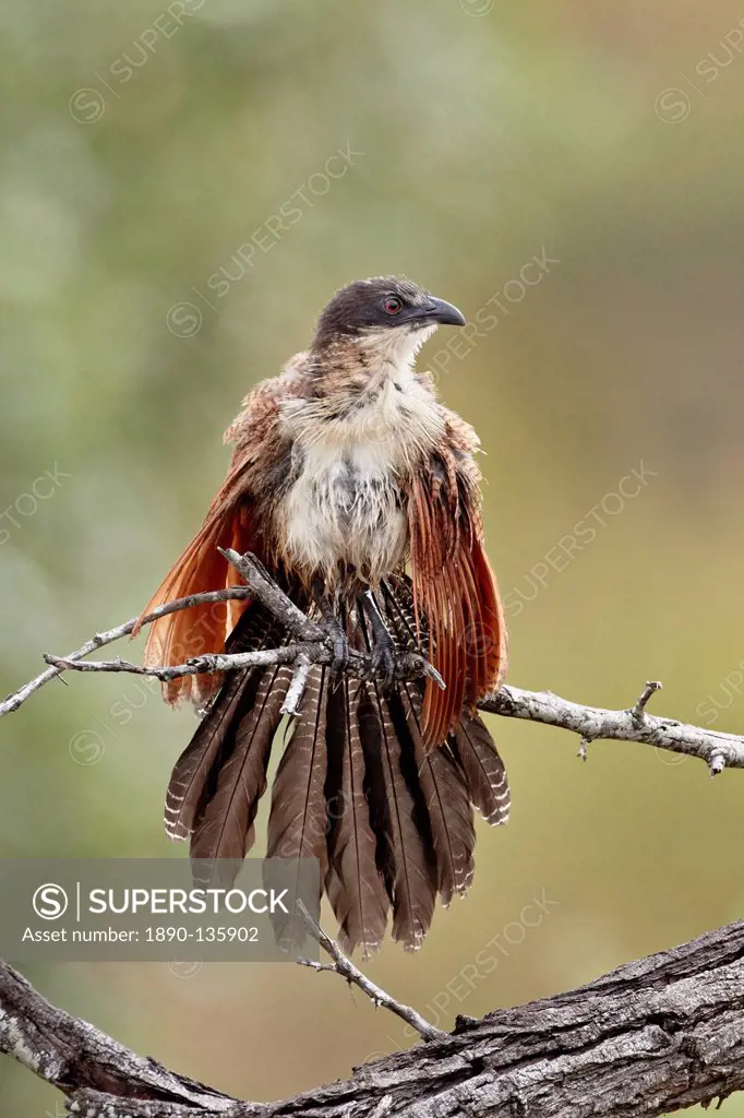 Burchell´s coucal Centropus burchellii warming itself, Kruger National Park, South Africa, Africa