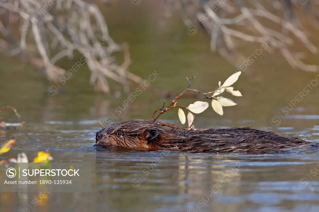 Beaver Castor canadensis swimming with food, Denali National Park and Preserve, Alaska, United States of America, North America