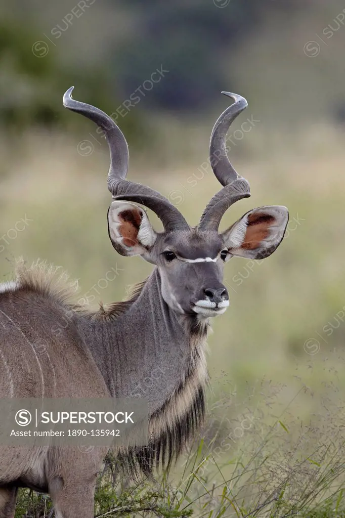 Male greater kudu Tragelaphus strepsiceros, Mountain Zebra National Park, South Africa, Africa