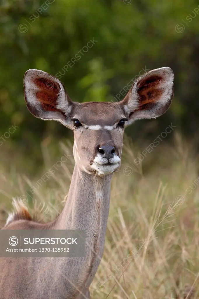 Greater kudu Tragelaphus strepsiceros female, Kruger National Park, South Africa, Africa
