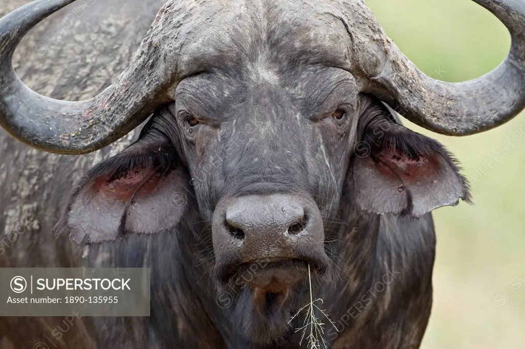 Cape buffalo African buffalo Syncerus caffer bull, Imfolozi Game Reserve, South Africa, Africa