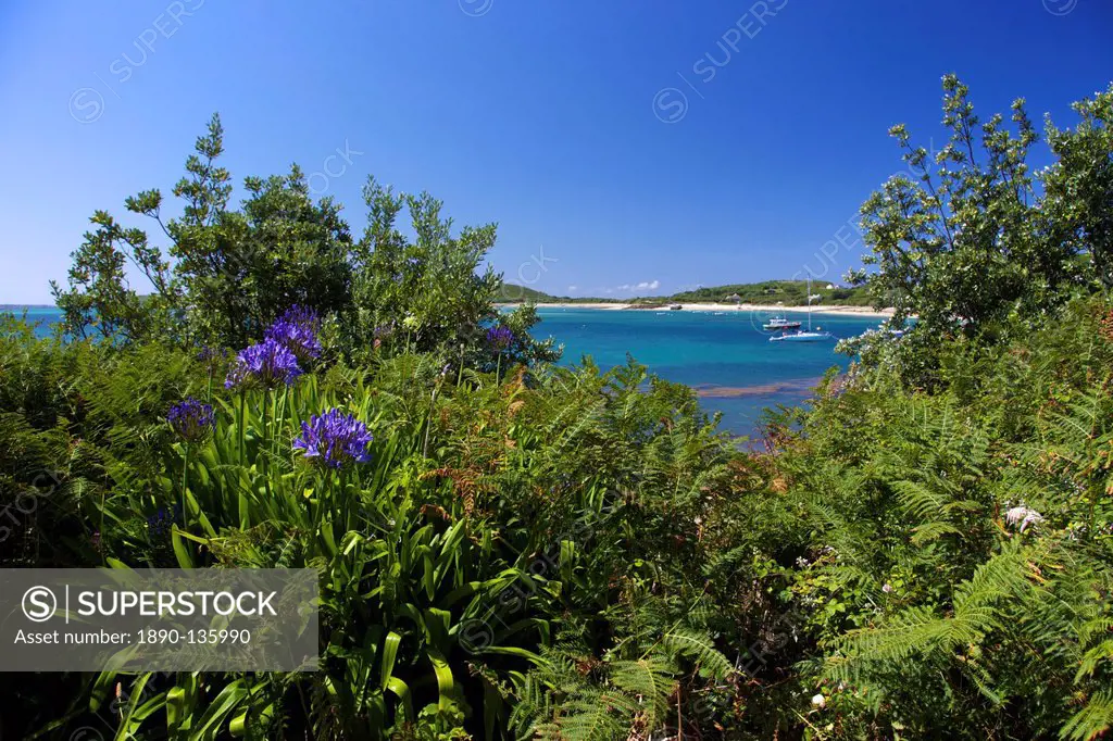 Common aggapanthus Lily of the Nile Agapanthus praecox, growing wild on Frenchman´s Point, island of Tresco, Isles of Scilly, England, United Kingdom....