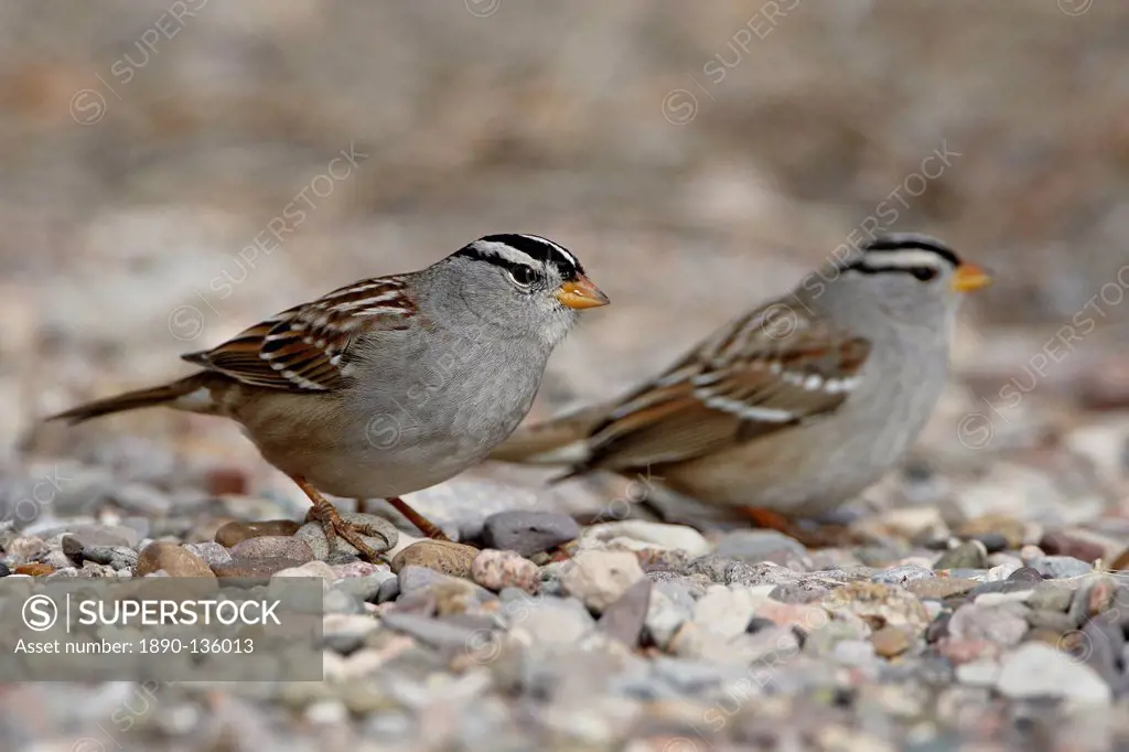 Two white_crowned sparrow Zonotrichia leucophrys, Caballo Lake State Park, New Mexico, United States of America, North America