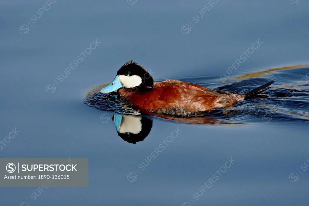 Male ruddy duck Oxyura jamaicensis swimming, Sweetwater Wetlands, Tucson, Arizona, United States of America, North America