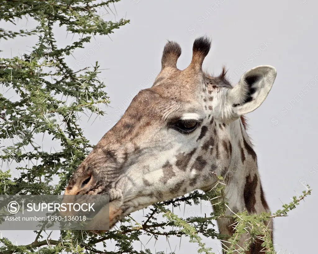 Masai giraffe Giraffa camelopardalis tippelskirchi eating, Serengeti National Park, Tanzania, East Africa, Africa