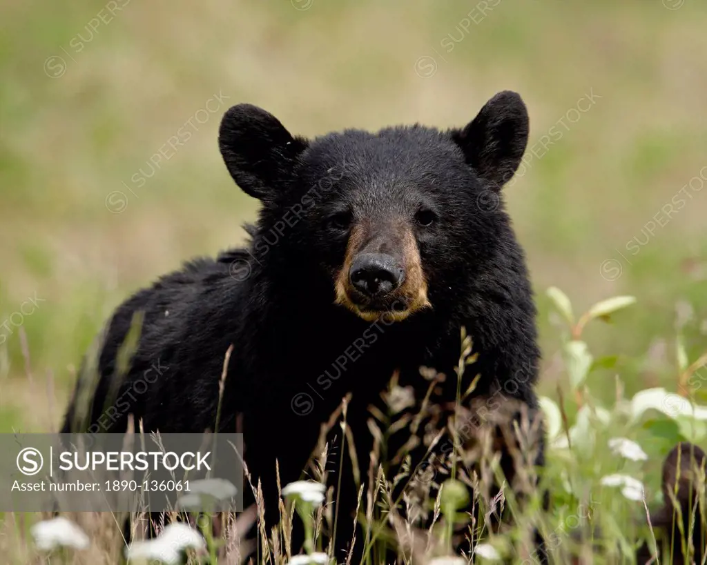 Black bear Ursus americanus, Alaska Highway, British Columbia, Canada, North America