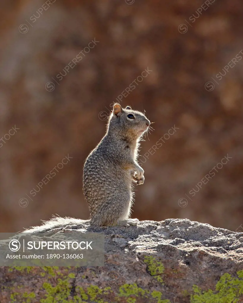 Rock squirrel Spermophilus variegatus, City of Rocks State Park, New Mexico, United States of America, North America