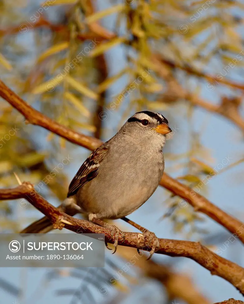 White_crowned sparrow Zonotrichia leucophrys, City of Rocks State Park, New Mexico, United States of America, North America