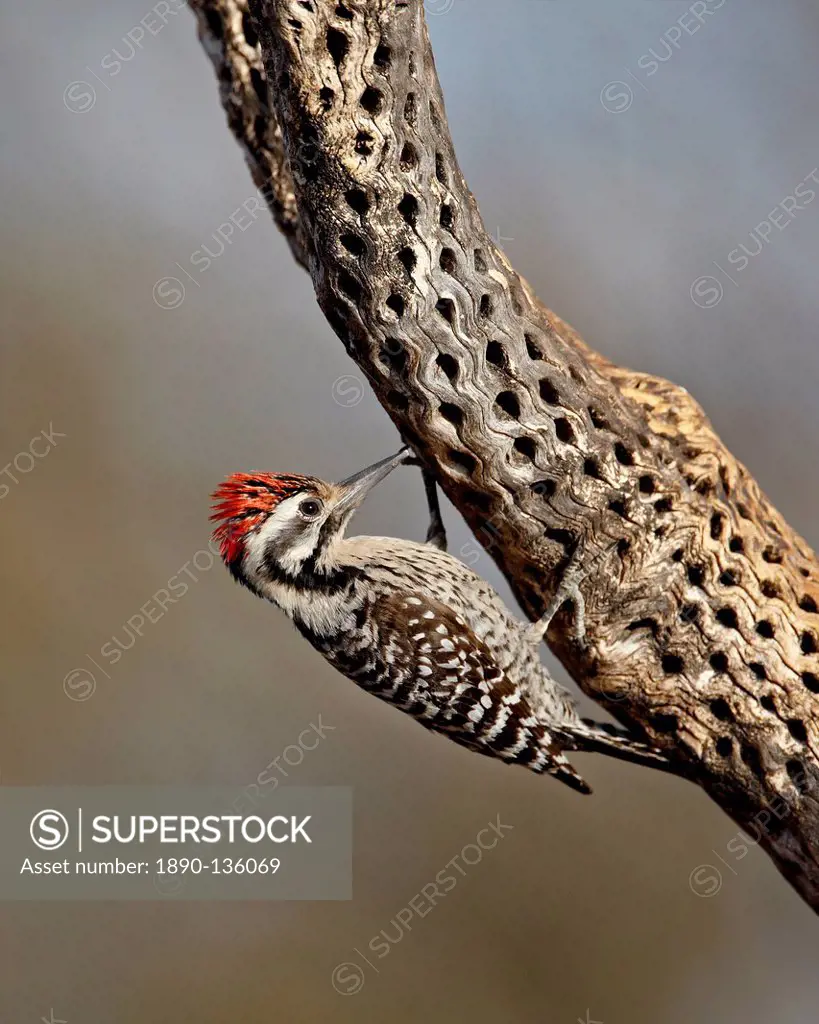 Male ladder_backed woodpecker Picoides scalaris, The Pond, Amado, Arizona, United States of America, North America