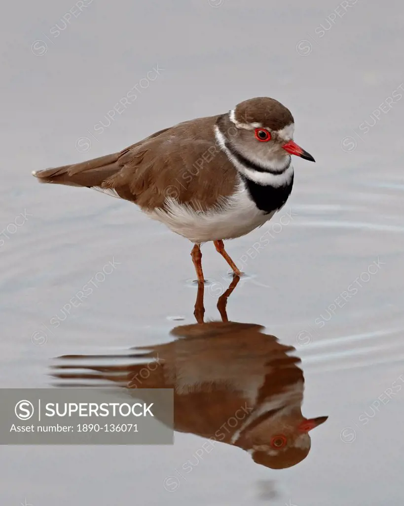 Three_banded plover Charadrius tricollaris, Kruger National Park, South Africa, Africa