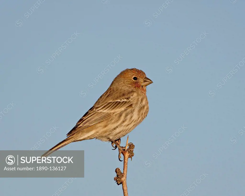 House finch Carpodacus mexicanus, City of Rocks State Park, New Mexico, United States of America, North America