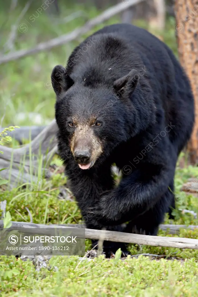 Black bear Ursus americanus, Jasper National Park, Alberta, Canada, North America