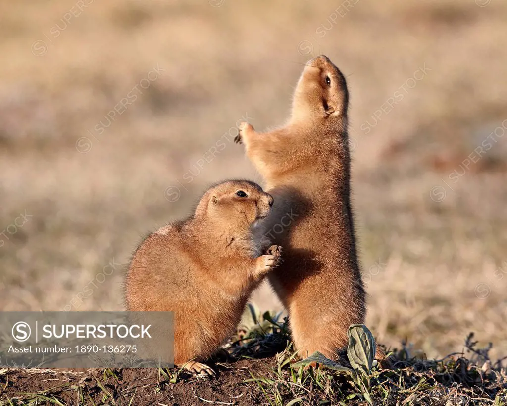 Two black_tailed prairie dog blacktail prairie dog Cynomys ludovicianus with one calling, Custer State Park, South Dakota, United States of America, N...