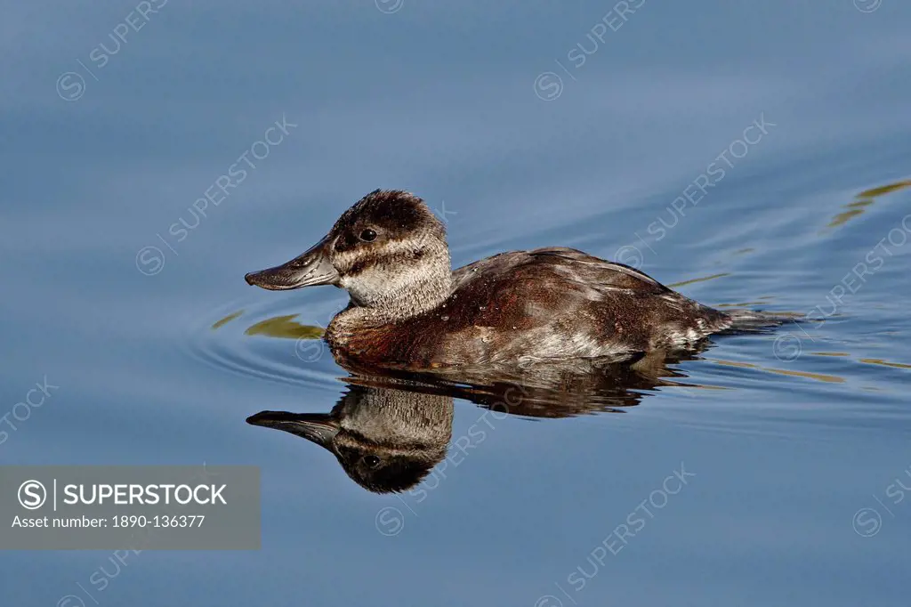 Female ruddy duck Oxyura jamaicensis swimming, Sweetwater Wetlands, Tucson, Arizona, United States of America, North America
