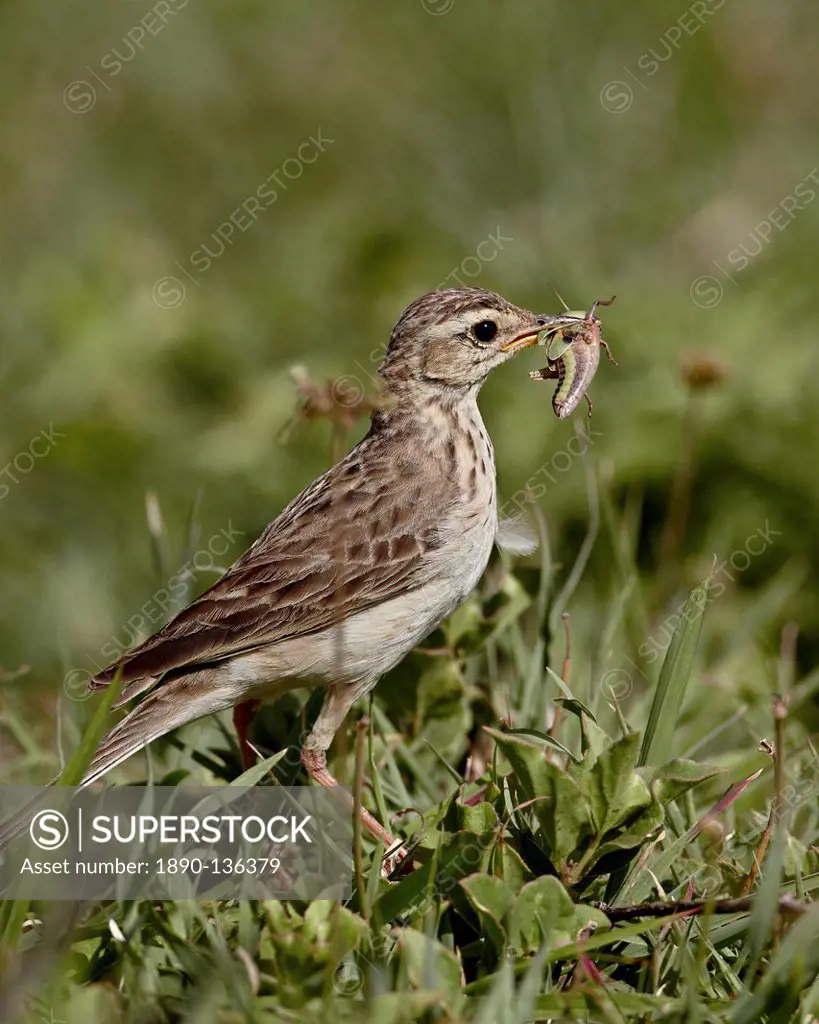 African pipit grassland pipit grassveld pipit Anthus cinnamomeus with a grasshopper, Ngorongoro Crater, Tanzania, East Africa, Africa
