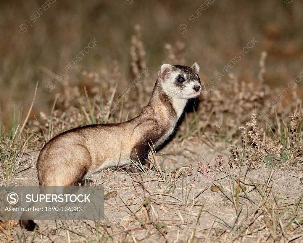 Black_footed ferret American polecat Mustela nigripes with a hair_dye marker to indicate that it was treated by the wildlife biologist, Buffalo Gap Na...