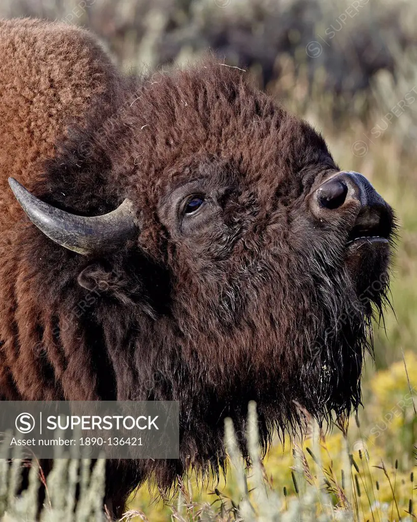 Bison Bison bison bull demonstrating the flehmen response, Yellowstone National Park, Wyoming, United States of America, North America
