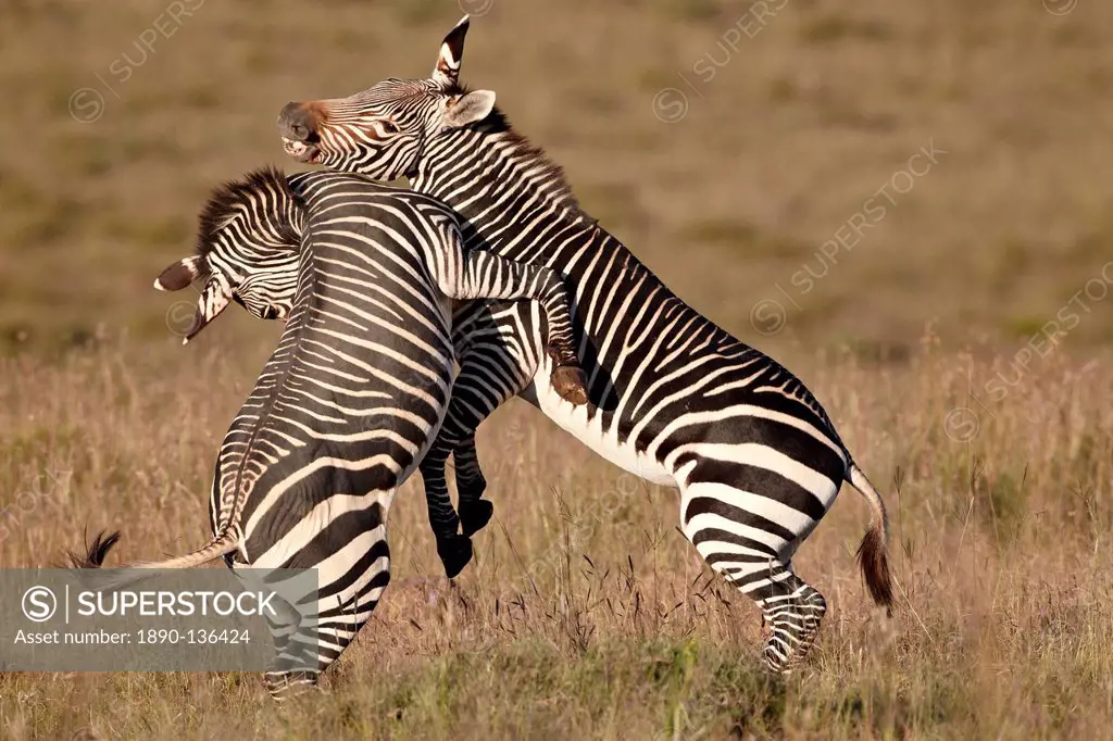 Cape mountain zebra Equus zebra zebra sparring, Mountain Zebra National Park, South Africa, Africa