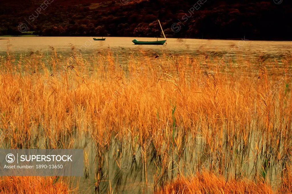 An autumn morning, Coniston Water, Lake District National Park, Cumbria, England, United Kingdom, Europe
