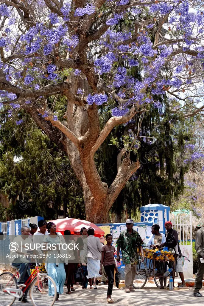 People buying and selling under a jacaranda tree, Iringa, Tanzania, East Africa, Africa