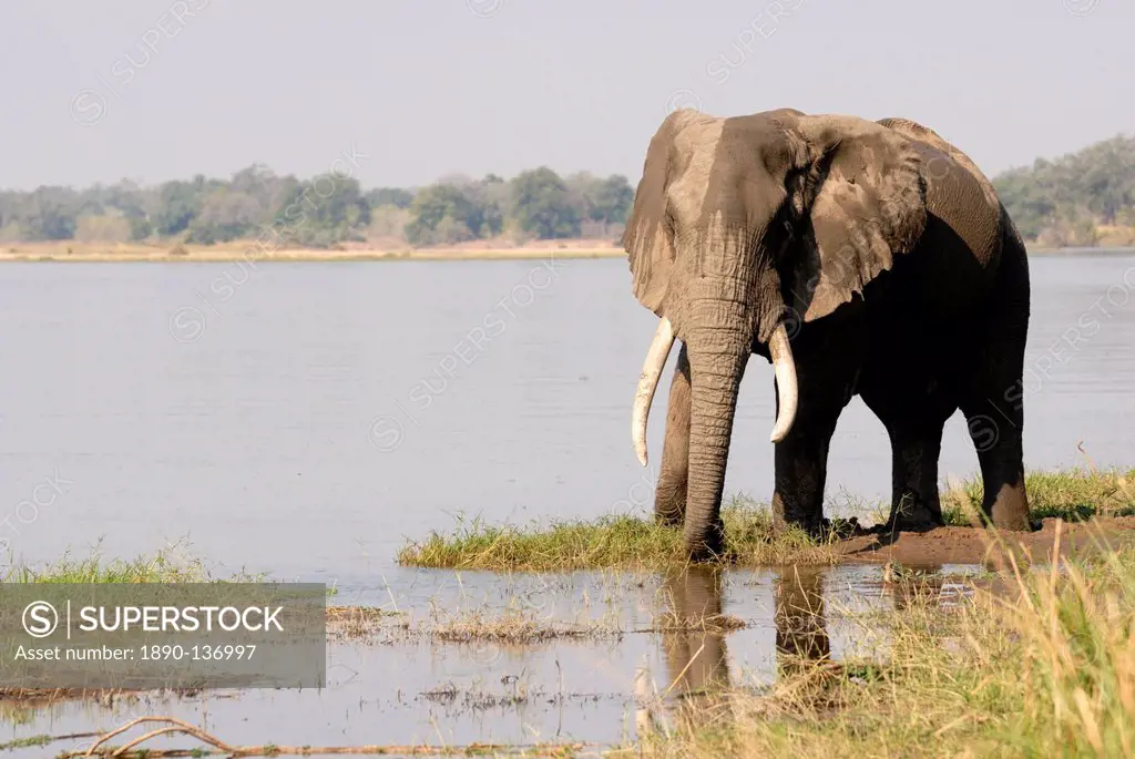 Elephant, Manapools National Park, UNESCO World Heritage Site, Zimbabwe, Africa