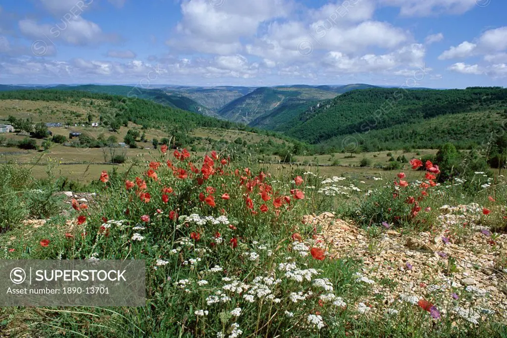 Causse Mejean, Gorges du Tarn behind, Lozere, Languedoc_Roussillon, France, Europe