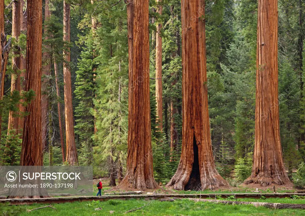 Tourist admiring the Giant Sequoia trees Sequoiadendron giganteum, hiking on the Big Trees trail, Round Meadow, Sequoia National Park, Sierra Nevada, ...