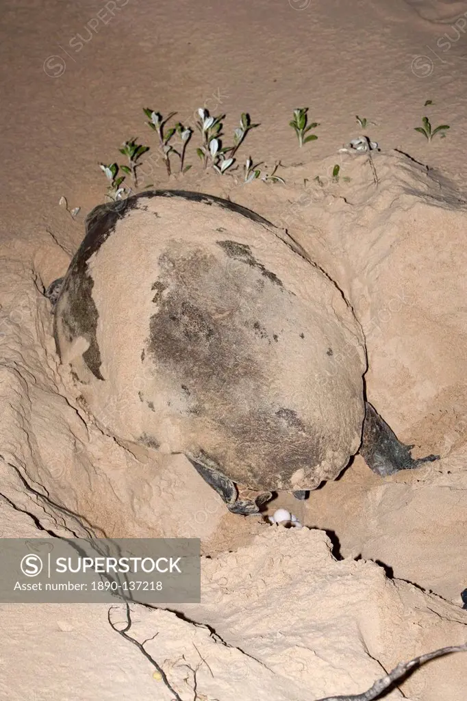 Loggerhead turtle Caretta caretta, laying eggs at night, Banga Nek, Kwazulu Natal, South Africa, Africa